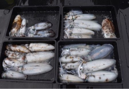 渡船屋たにぐち 釣果