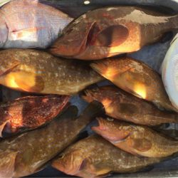 「LaGooN」蒼陽丸 日和号 釣果