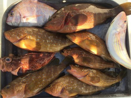 「LaGooN」蒼陽丸 日和号 釣果