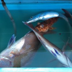 第二八坂丸 釣果