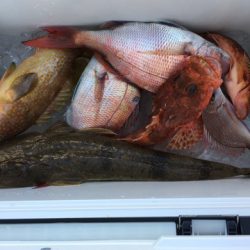 第二八坂丸 釣果