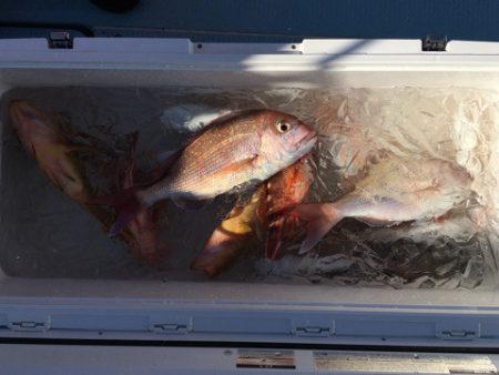 第二八坂丸 釣果