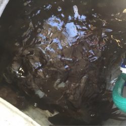 「LaGooN」蒼陽丸 日和号 釣果