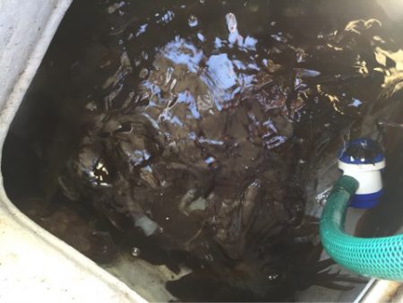 「LaGooN」蒼陽丸 日和号 釣果