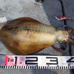 エヌスタイル 釣果