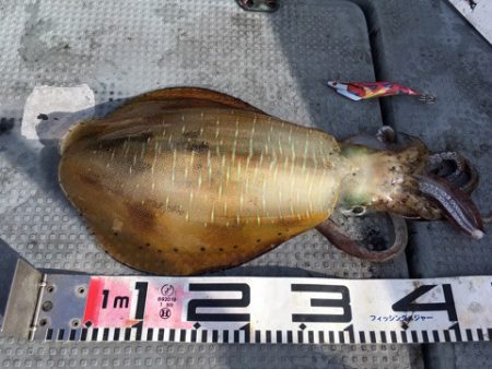 エヌスタイル 釣果