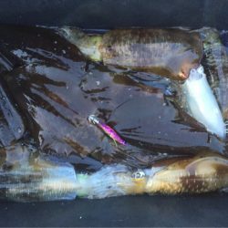 「LaGooN」蒼陽丸 日和号 釣果