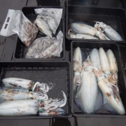 渡船屋たにぐち 釣果