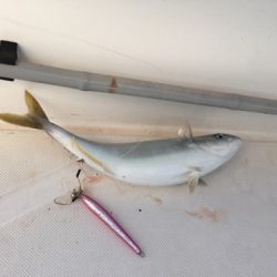 うさぎ丸 釣果