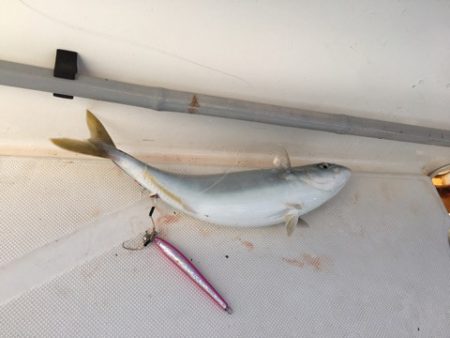 うさぎ丸 釣果