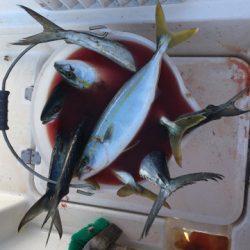 うさぎ丸 釣果