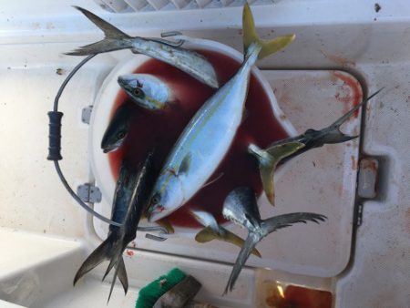 うさぎ丸 釣果