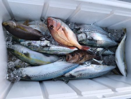 うさぎ丸 釣果