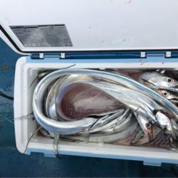 ヤザワ渡船 釣果