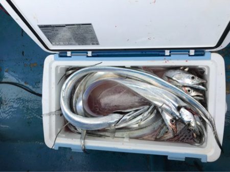 ヤザワ渡船 釣果