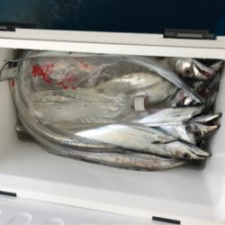 ヤザワ渡船 釣果