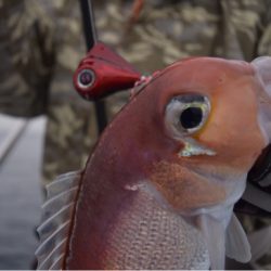 渡船屋たにぐち 釣果