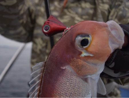 渡船屋たにぐち 釣果