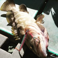 ＴＡＲＯＭＡＲＵ 釣果