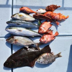 渡船屋たにぐち 釣果