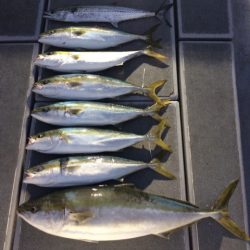 SeaRide(シーライド) 釣果