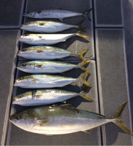 SeaRide(シーライド) 釣果