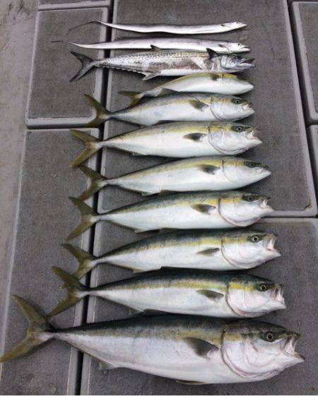 SeaRide(シーライド) 釣果