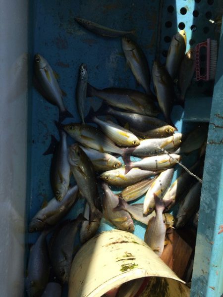 丸万釣船 釣果