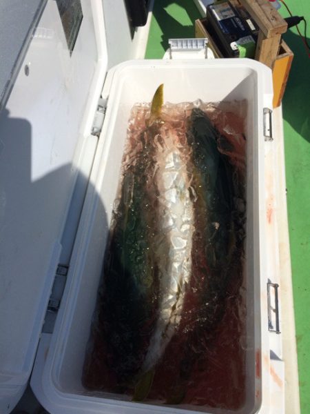 丸万釣船 釣果