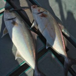 ＴＡＲＯＭＡＲＵ 釣果