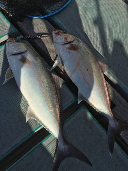 ＴＡＲＯＭＡＲＵ 釣果