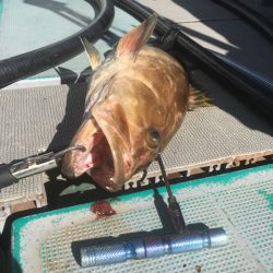 ＴＡＲＯＭＡＲＵ 釣果