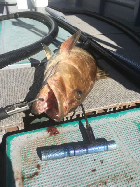 ＴＡＲＯＭＡＲＵ 釣果