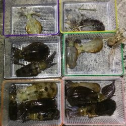 まるいち丸 ZERO-1 釣果