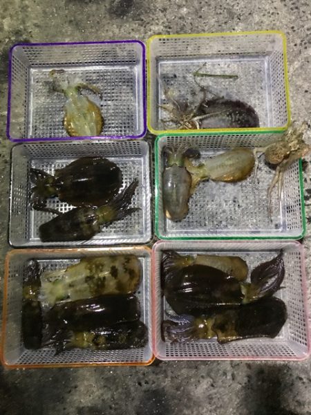 まるいち丸 ZERO-1 釣果