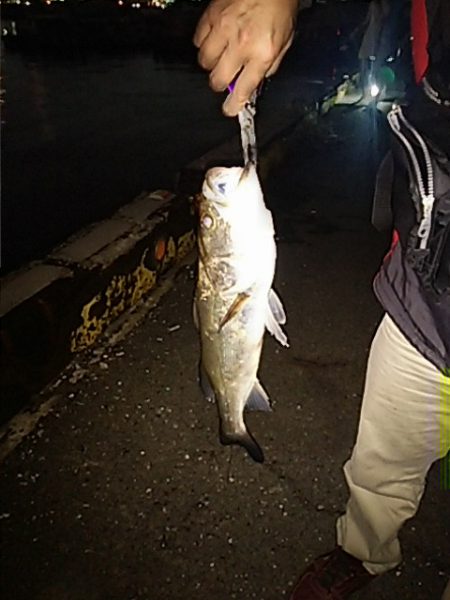 KO-SHIN丸 釣果