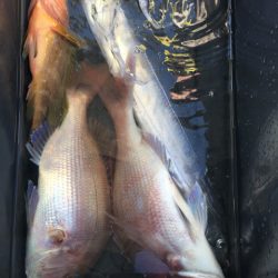 第二八坂丸 釣果