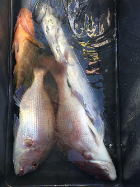 第二八坂丸 釣果