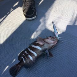 ＴＡＲＯＭＡＲＵ 釣果