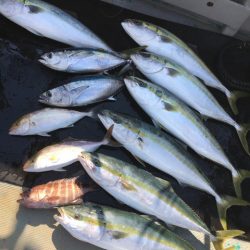 ＴＡＲＯＭＡＲＵ 釣果