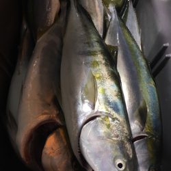 第二八坂丸 釣果