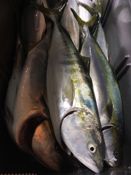 第二八坂丸 釣果