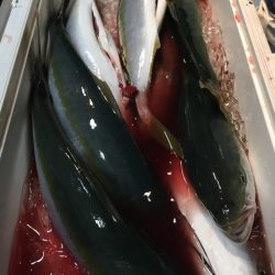 第二八坂丸 釣果