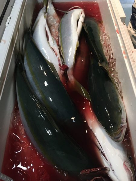 第二八坂丸 釣果