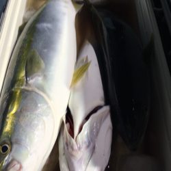 第二八坂丸 釣果