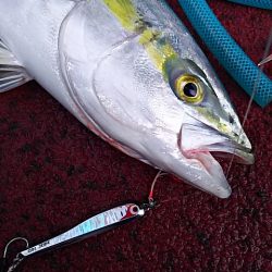 光生丸 釣果
