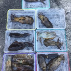 まるいち丸 ZERO-1 釣果