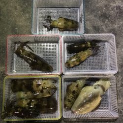 まるいち丸 ZERO-1 釣果