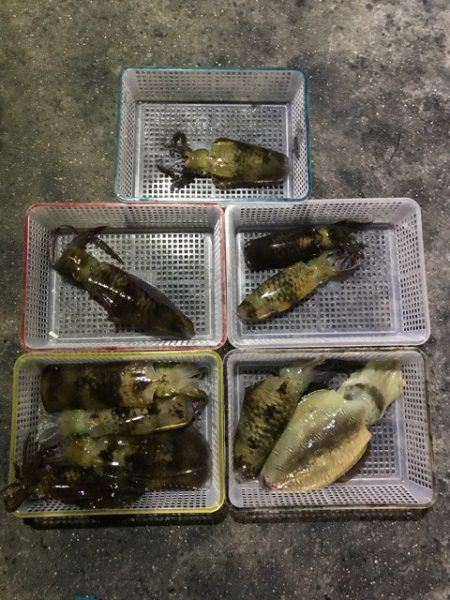 まるいち丸 ZERO-1 釣果