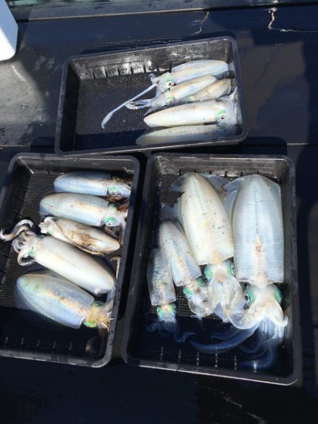 渡船屋たにぐち 釣果